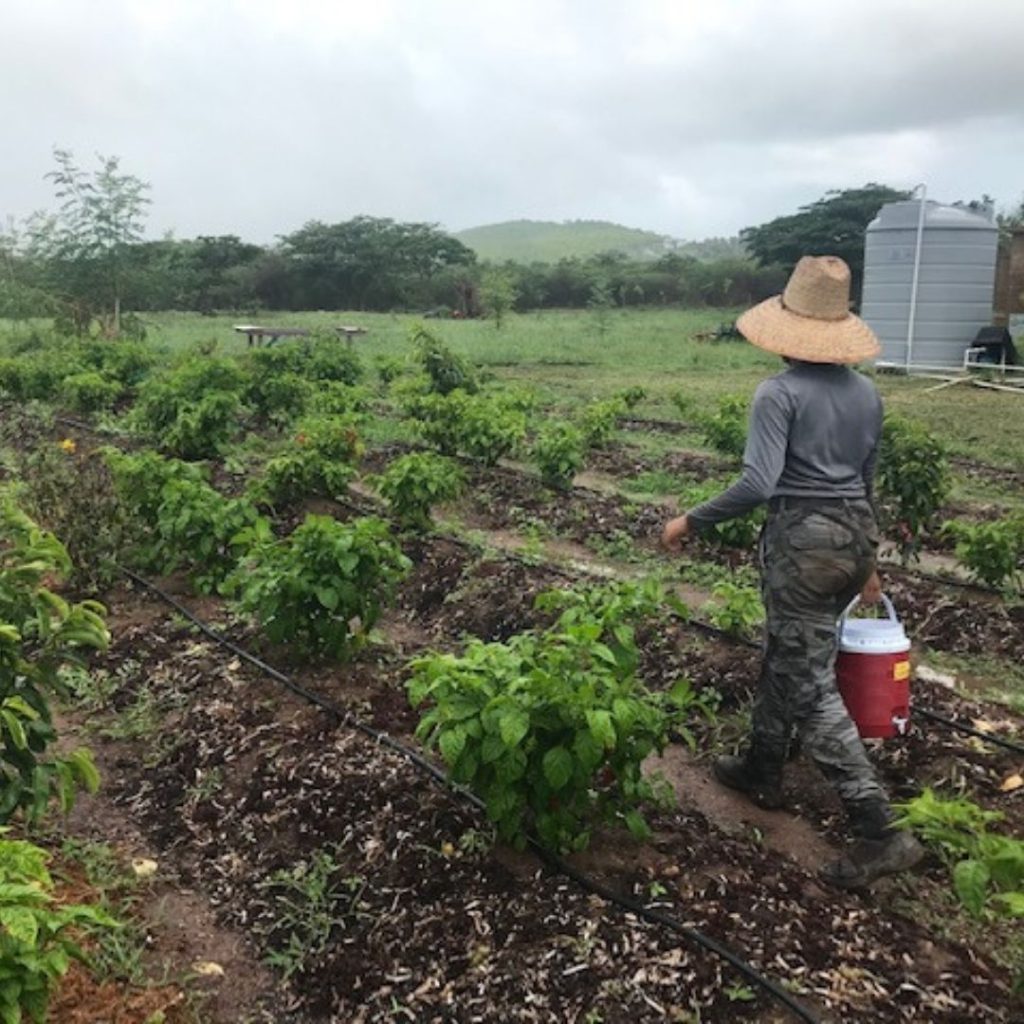 Compañera de la organización trabajando en una de las fincas agrícolas.